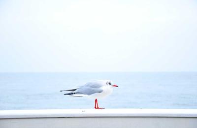 麻将百科
